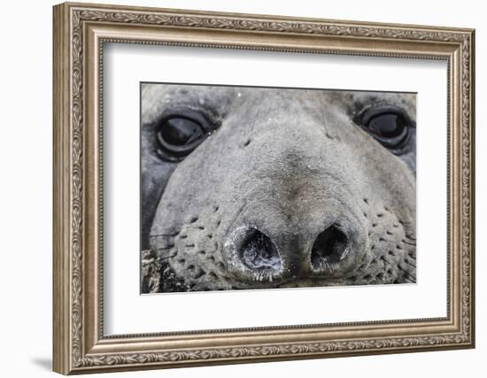 Southern Elephant Seal Bull (Mirounga Leonina), Polar Regions-Michael Nolan-Framed Photographic Print