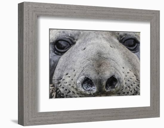 Southern Elephant Seal Bull (Mirounga Leonina), Polar Regions-Michael Nolan-Framed Photographic Print