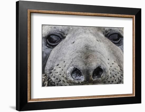 Southern Elephant Seal Bull (Mirounga Leonina), Polar Regions-Michael Nolan-Framed Photographic Print