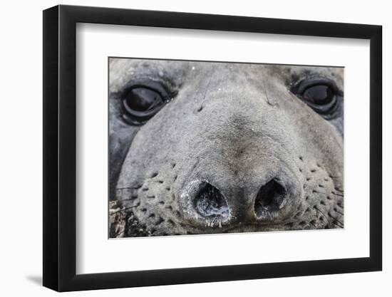 Southern Elephant Seal Bull (Mirounga Leonina), Polar Regions-Michael Nolan-Framed Photographic Print