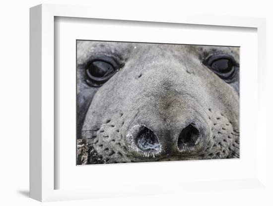 Southern Elephant Seal Bull (Mirounga Leonina), Polar Regions-Michael Nolan-Framed Photographic Print