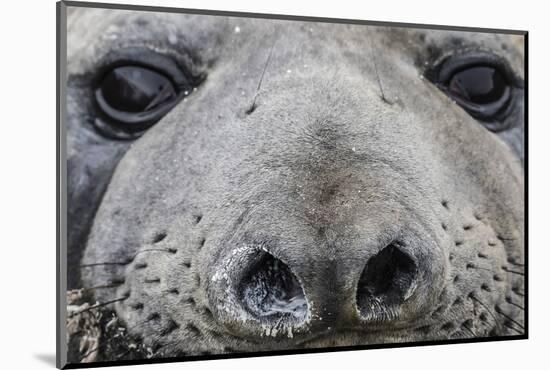 Southern Elephant Seal Bull (Mirounga Leonina), Polar Regions-Michael Nolan-Mounted Photographic Print