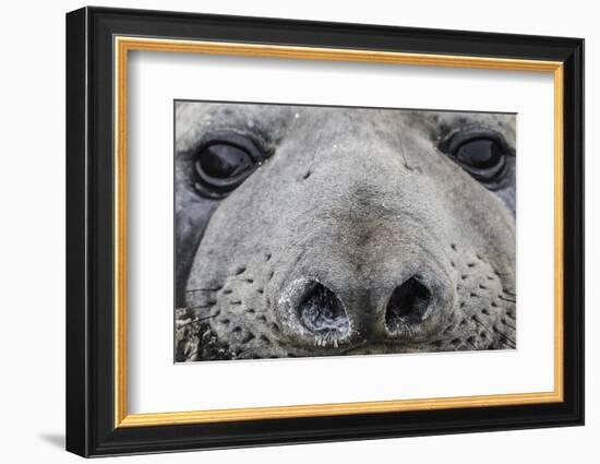 Southern Elephant Seal Bull (Mirounga Leonina), Polar Regions-Michael Nolan-Framed Photographic Print