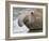 Southern elephant seal bull on beach.-Martin Zwick-Framed Photographic Print