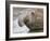 Southern elephant seal bull on beach.-Martin Zwick-Framed Photographic Print