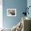 Southern elephant seal bull on beach.-Martin Zwick-Framed Photographic Print displayed on a wall