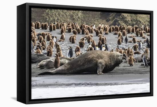 Southern Elephant Seal Bulls (Mirounga Leonina) Charging on the Beach in Gold Harbor, South Georgia-Michael Nolan-Framed Premier Image Canvas