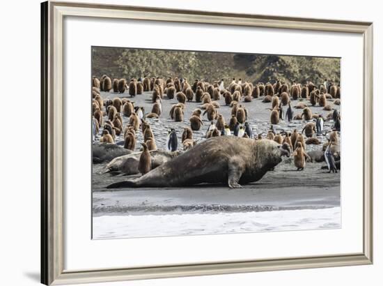 Southern Elephant Seal Bulls (Mirounga Leonina) Charging on the Beach in Gold Harbor, South Georgia-Michael Nolan-Framed Photographic Print