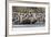 Southern Elephant Seal Bulls (Mirounga Leonina) Charging on the Beach in Gold Harbor, South Georgia-Michael Nolan-Framed Photographic Print