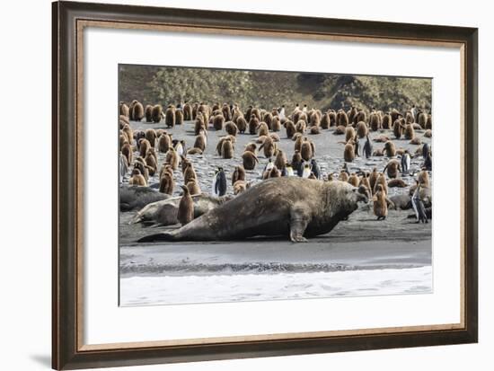 Southern Elephant Seal Bulls (Mirounga Leonina) Charging on the Beach in Gold Harbor, South Georgia-Michael Nolan-Framed Photographic Print