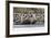 Southern Elephant Seal Bulls (Mirounga Leonina) Charging on the Beach in Gold Harbor, South Georgia-Michael Nolan-Framed Photographic Print