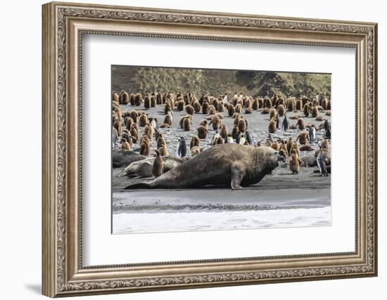 Southern Elephant Seal Bulls (Mirounga Leonina) Charging on the Beach in Gold Harbor, South Georgia-Michael Nolan-Framed Photographic Print