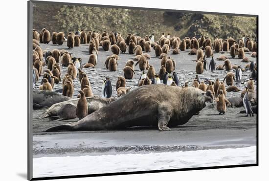 Southern Elephant Seal Bulls (Mirounga Leonina) Charging on the Beach in Gold Harbor, South Georgia-Michael Nolan-Mounted Photographic Print