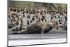 Southern Elephant Seal Bulls (Mirounga Leonina) Charging on the Beach in Gold Harbor, South Georgia-Michael Nolan-Mounted Photographic Print