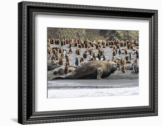 Southern Elephant Seal Bulls (Mirounga Leonina) Charging on the Beach in Gold Harbor, South Georgia-Michael Nolan-Framed Photographic Print