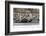 Southern Elephant Seal Bulls (Mirounga Leonina) Charging on the Beach in Gold Harbor, South Georgia-Michael Nolan-Framed Photographic Print