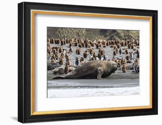 Southern Elephant Seal Bulls (Mirounga Leonina) Charging on the Beach in Gold Harbor, South Georgia-Michael Nolan-Framed Photographic Print