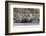 Southern Elephant Seal Bulls (Mirounga Leonina) Charging on the Beach in Gold Harbor, South Georgia-Michael Nolan-Framed Photographic Print