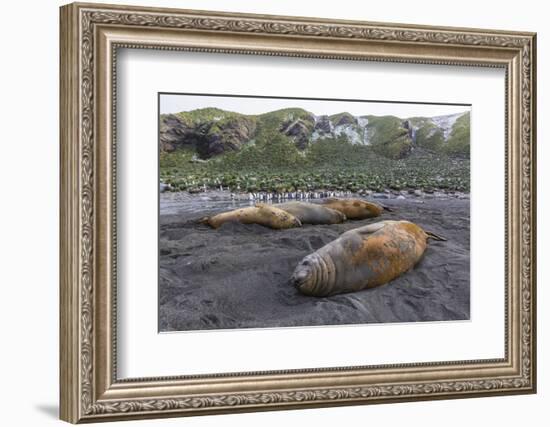 Southern Elephant Seal Bulls (Mirounga Leonina), Polar Regions-Michael Nolan-Framed Photographic Print