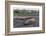 Southern Elephant Seal Bulls (Mirounga Leonina), Polar Regions-Michael Nolan-Framed Photographic Print