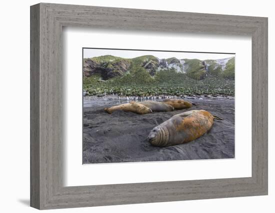 Southern Elephant Seal Bulls (Mirounga Leonina), Polar Regions-Michael Nolan-Framed Photographic Print