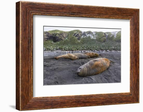 Southern Elephant Seal Bulls (Mirounga Leonina), Polar Regions-Michael Nolan-Framed Photographic Print