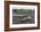 Southern Elephant Seal Bulls (Mirounga Leonina), Polar Regions-Michael Nolan-Framed Photographic Print