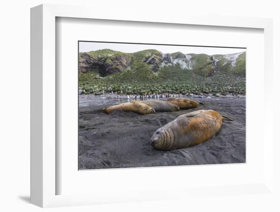 Southern Elephant Seal Bulls (Mirounga Leonina), Polar Regions-Michael Nolan-Framed Photographic Print