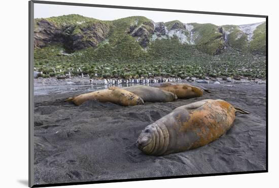 Southern Elephant Seal Bulls (Mirounga Leonina), Polar Regions-Michael Nolan-Mounted Photographic Print