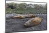 Southern Elephant Seal Bulls (Mirounga Leonina), Polar Regions-Michael Nolan-Mounted Photographic Print