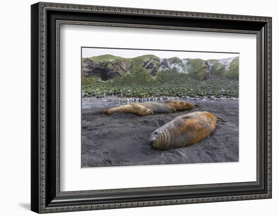 Southern Elephant Seal Bulls (Mirounga Leonina), Polar Regions-Michael Nolan-Framed Photographic Print