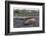 Southern Elephant Seal Bulls (Mirounga Leonina), Polar Regions-Michael Nolan-Framed Photographic Print