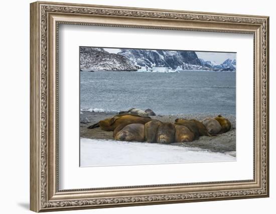 Southern elephant seal colony (Mirounga leonina), Coronation Island, South Orkney Islands, Antarcti-Michael Runkel-Framed Photographic Print