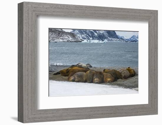 Southern elephant seal colony (Mirounga leonina), Coronation Island, South Orkney Islands, Antarcti-Michael Runkel-Framed Photographic Print