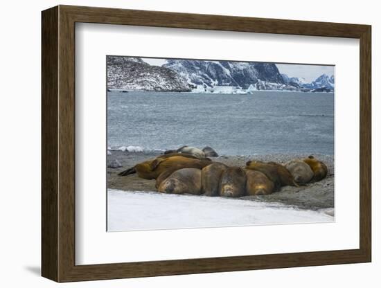 Southern elephant seal colony (Mirounga leonina), Coronation Island, South Orkney Islands, Antarcti-Michael Runkel-Framed Photographic Print