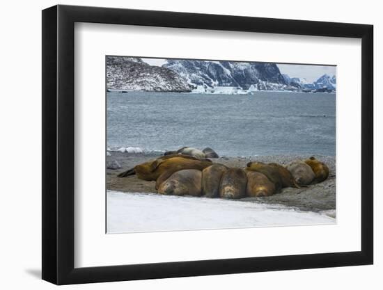 Southern elephant seal colony (Mirounga leonina), Coronation Island, South Orkney Islands, Antarcti-Michael Runkel-Framed Photographic Print