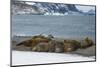 Southern elephant seal colony (Mirounga leonina), Coronation Island, South Orkney Islands, Antarcti-Michael Runkel-Mounted Photographic Print