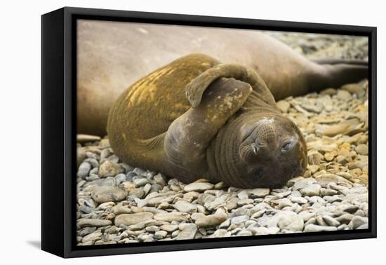 Southern Elephant Seal Cub-Joe McDonald-Framed Premier Image Canvas