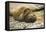 Southern Elephant Seal Cub-Joe McDonald-Framed Premier Image Canvas