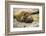 Southern Elephant Seal Cub-Joe McDonald-Framed Photographic Print