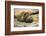 Southern Elephant Seal Cub-Joe McDonald-Framed Photographic Print