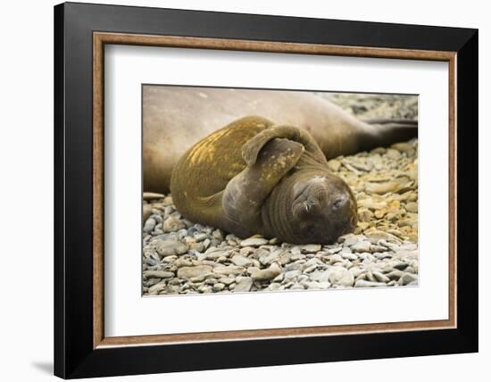 Southern Elephant Seal Cub-Joe McDonald-Framed Photographic Print