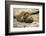 Southern Elephant Seal Cub-Joe McDonald-Framed Photographic Print