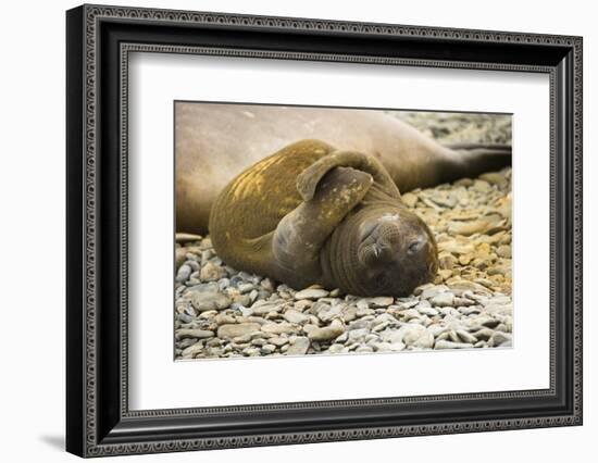 Southern Elephant Seal Cub-Joe McDonald-Framed Photographic Print