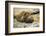 Southern Elephant Seal Cub-Joe McDonald-Framed Photographic Print