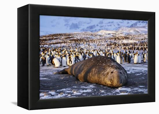 Southern elephant seal, male at sunrise, St Andrews Bay, South Georgia-Tony Heald-Framed Premier Image Canvas