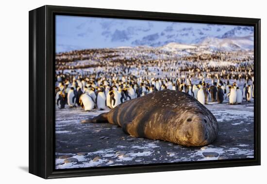 Southern elephant seal, male at sunrise, St Andrews Bay, South Georgia-Tony Heald-Framed Premier Image Canvas