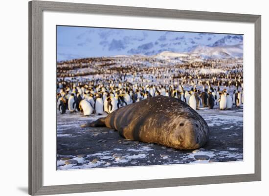 Southern elephant seal, male at sunrise, St Andrews Bay, South Georgia-Tony Heald-Framed Photographic Print