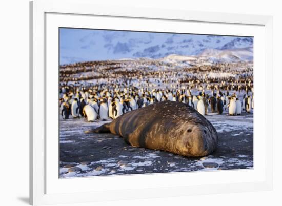 Southern elephant seal, male at sunrise, St Andrews Bay, South Georgia-Tony Heald-Framed Photographic Print