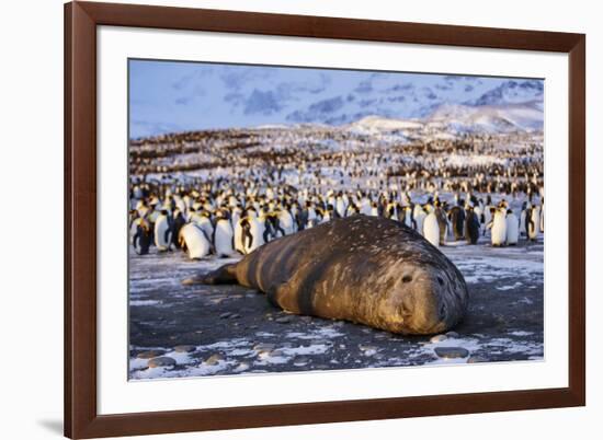 Southern elephant seal, male at sunrise, St Andrews Bay, South Georgia-Tony Heald-Framed Photographic Print